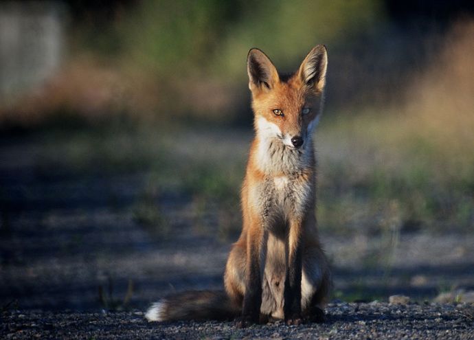 red fox