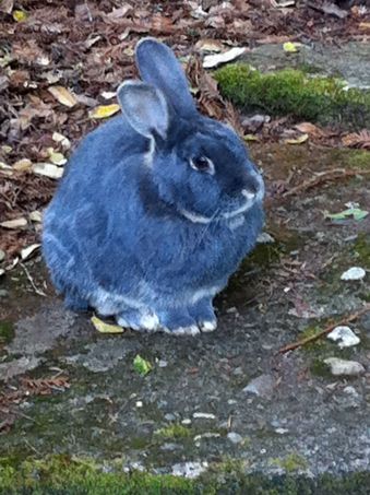 Blue bunny