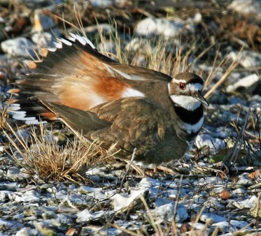 Killdeer