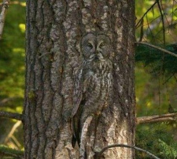 Camouflaged owl