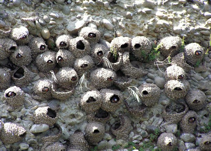 Cliff swallows Cliff swallows