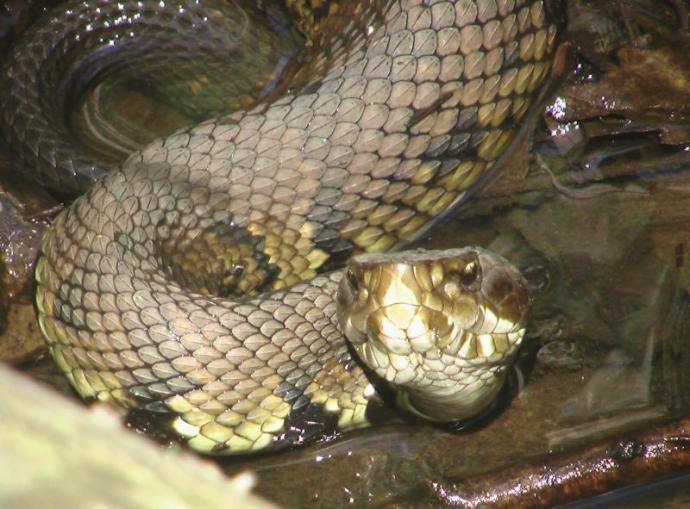Eastern cottonmouth