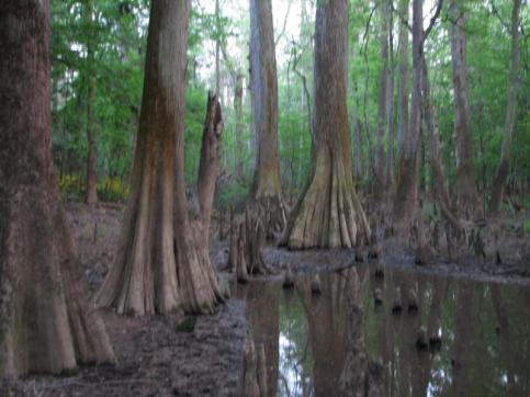 Bald cypress