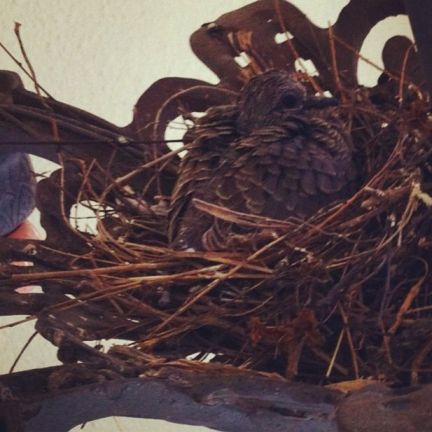 Mourning dove juvenile Mourning dove juvenile