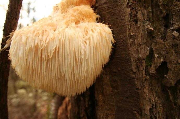 Lion's Mane