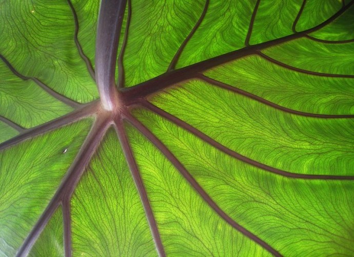 Taro leaf