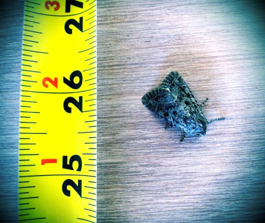 moth measured