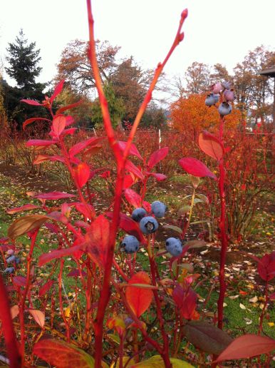 autumn blueberries