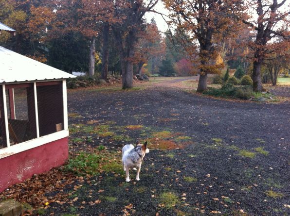 lucy looking at leaves