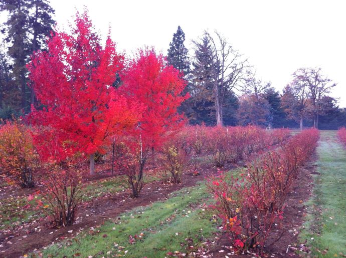 maples and blueberries