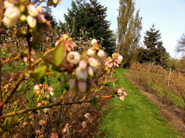 blueberry blossoms
