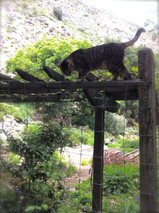tassajara garden cat