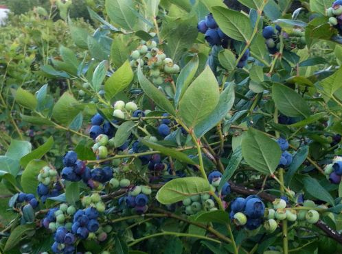 blueberries ripening