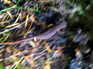 blurry salamander