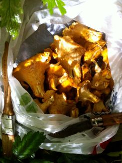 foraged chanterelles