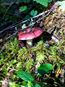 mushroom 6