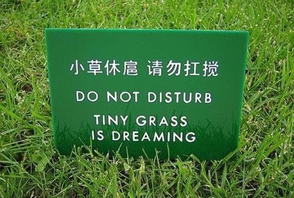 tiny grass dreaming
