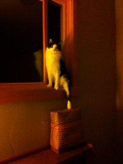 vermeer cat