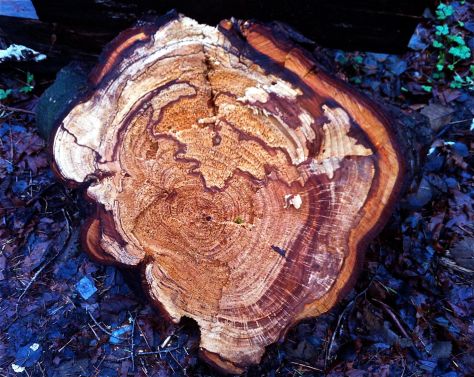 tree stump heart