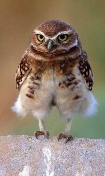 kj thurgood burrowing owl