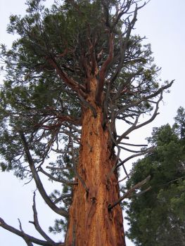 old sequoia