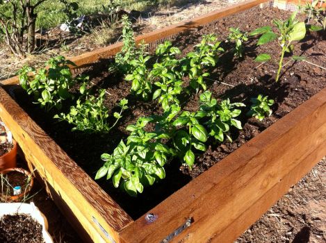 raised beds growing